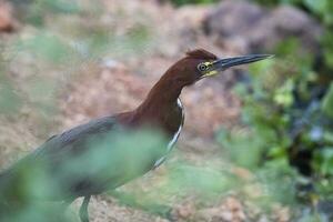 rufescent tijger reiger in Woud milieu, pantanal Woud, mato grof, Brazilië. foto