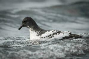 kaap stormvogel zwemmen in antarctisch wateren. foto