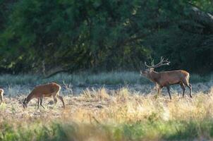 rood hert, mannetje brullen in la pampa, Argentinië, parque luro, natuur reserveren foto
