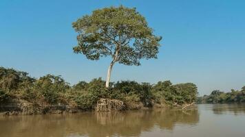 oerwoud landschap Aan de cuaiaba rivierbed, Pantanal, Brazilië foto