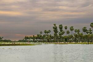 palmen landschap in la estrella moeras verscheidenheid van vogel soorten, Formosa provincie, Argentinië. foto
