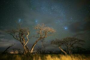 brandend bomen gefotografeerd Bij nacht met een sterrenhemel lucht, la pampa provincie, Patagonië , Argentinië. foto