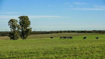 koeien in de Argentijns platteland, pampa's, argentinië foto