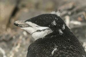 kinband pinguïn, paulet eiland, Antarctica, wetenschappelijk naam, pygoscelis antarctica foto