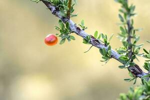 piquillin, endemisch wild fruit in de pampa Woud, Patagonië, Argentinië foto