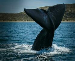 walvis staart in schiereiland valdes,, Patagonië, Argentinië foto