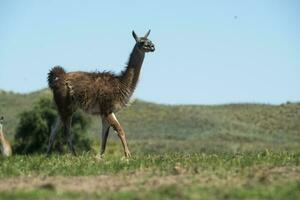 guanaco's in pampa gras omgeving, la pampa, Patagonië, Argentinië. foto