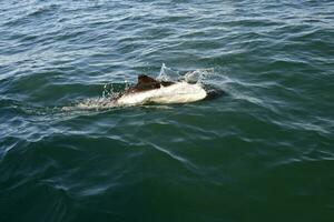 commerson dolfijn zwemmen, Patagonië , Argentinië. foto