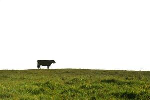 platteland landschap met koeien grazen, la pampa, Argentinië foto