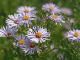 wilde asters bloeien in een weiland foto