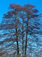 drie hoge bomen met kale wintertakken tegen een strakblauwe lucht foto