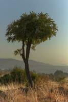eenzaam kool boom in magaliesberg foto