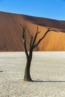 dood kameeldoorn boom in deadvlei foto