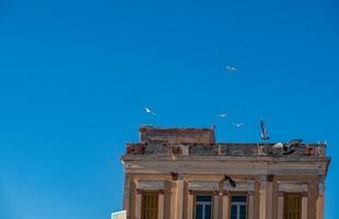 zeemeeuwen en duiven in aegina, griekenland foto
