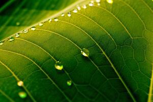 een groen blad met druppels van water Aan het. ai gegenereerd foto