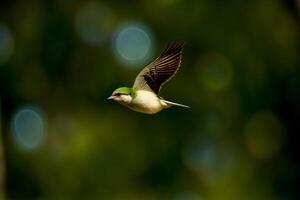 een groen en wit vogel vliegend door de lucht. ai gegenereerd foto