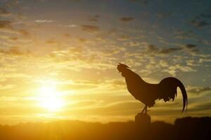 silhouet van een haan kraai in de ochtend- zonsopkomst achtergrond. foto