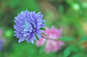 Purper chrysanten bloem Aan de tuin foto