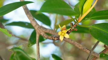 zaailing bloem van kurk boom of geluid caseolaris tip van de Afdeling. voor achtergrond van mangrove Woud omgeving. foto