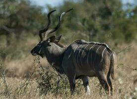 groter koedoe, Kruger nationaal park, zuiden Afrika foto