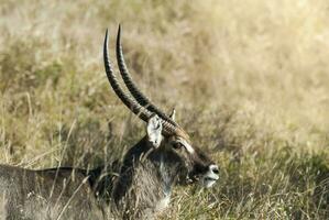 groter koedoe, Kruger nationaal park, zuiden Afrika foto