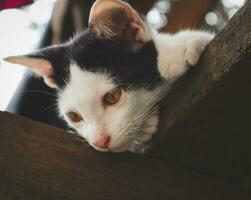 een zwart en wit harig katje aan het liegen Aan de houten verdieping staren Bij iets. foto
