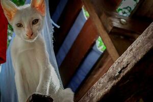 wit harig kat zittend en op zoek Bij de verdieping foto
