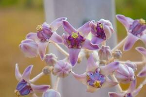 een dichtbij omhoog van een Purper bloem kroon bloem foto