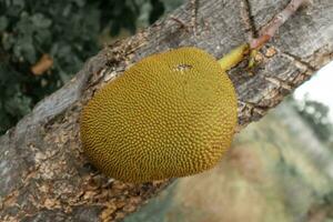een geel jackfruit hangende van een boom. foto