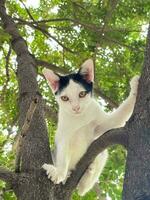de katje is beklimming Aan de boom. foto