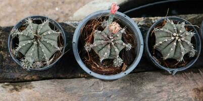 een groep van cactus planten in een pot foto