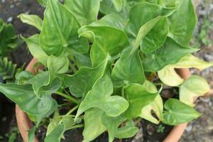 groen planten in bruin potten foto