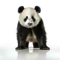 schattig panda beer geïsoleerd foto