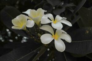 wit plumeria groen blad achtergrond foto