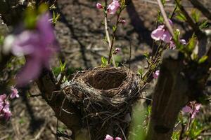 vogelstand nest in een perzik boom foto