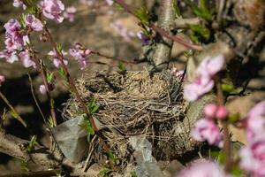 vogelstand nest in een perzik boom foto