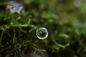 water laten vallen in mos, voorjaar Woud, macro fotografie foto