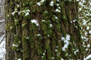boom gedekt met mos, winter Woud atmosfeer, eerste sneeuw foto