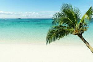 mooi palm bomen in pattaya strand, bewolkt in koh lip, west andaman zee.kokosnoot en palm bomen symboliseren de zee. foto