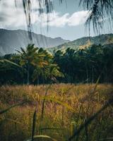 tropische natuur van oahu, hawaï foto