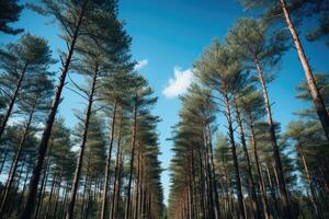 bodem visie van hoog pijnboom bomen. generatief ai foto