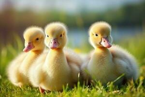 schattig pluizig eendje Aan groen gras buitenshuis. generatief ai foto