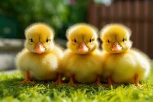 schattig pluizig eendje Aan groen gras buitenshuis. generatief ai foto