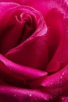 rood roos bloem dichtbij omhoog achtergrond. mooi donker rood roos detailopname. symbool van liefde. Valentijn kaart ontwerp foto
