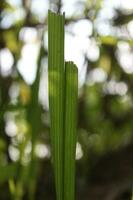 groen bladeren Aan de grond in de tuin. Ondiep diepte van veld. foto