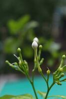 cerbera jasminoides bloem met groen achtergrond foto