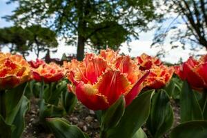 2023 04 09 parco sigurta tulipa gesneriana 8 foto