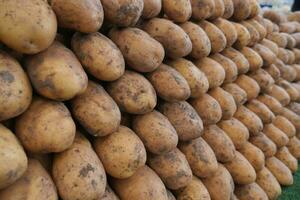 rauw aardappel bekleed omhoog Bij lokaal markt foto