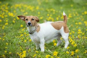 jack Russell hond staat Aan de groen gras. foto