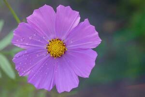 roze kosmos tuin bloem Aan groen achtergrond foto